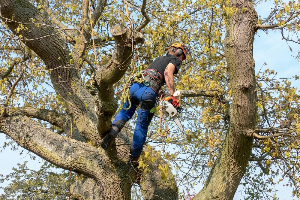 Extreme Green arborist secured with climbing rope working in a tree canopy