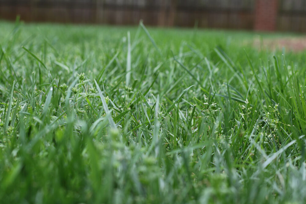 Close-up of lush, dew-covered green turf on a healthy, well-maintained lawn