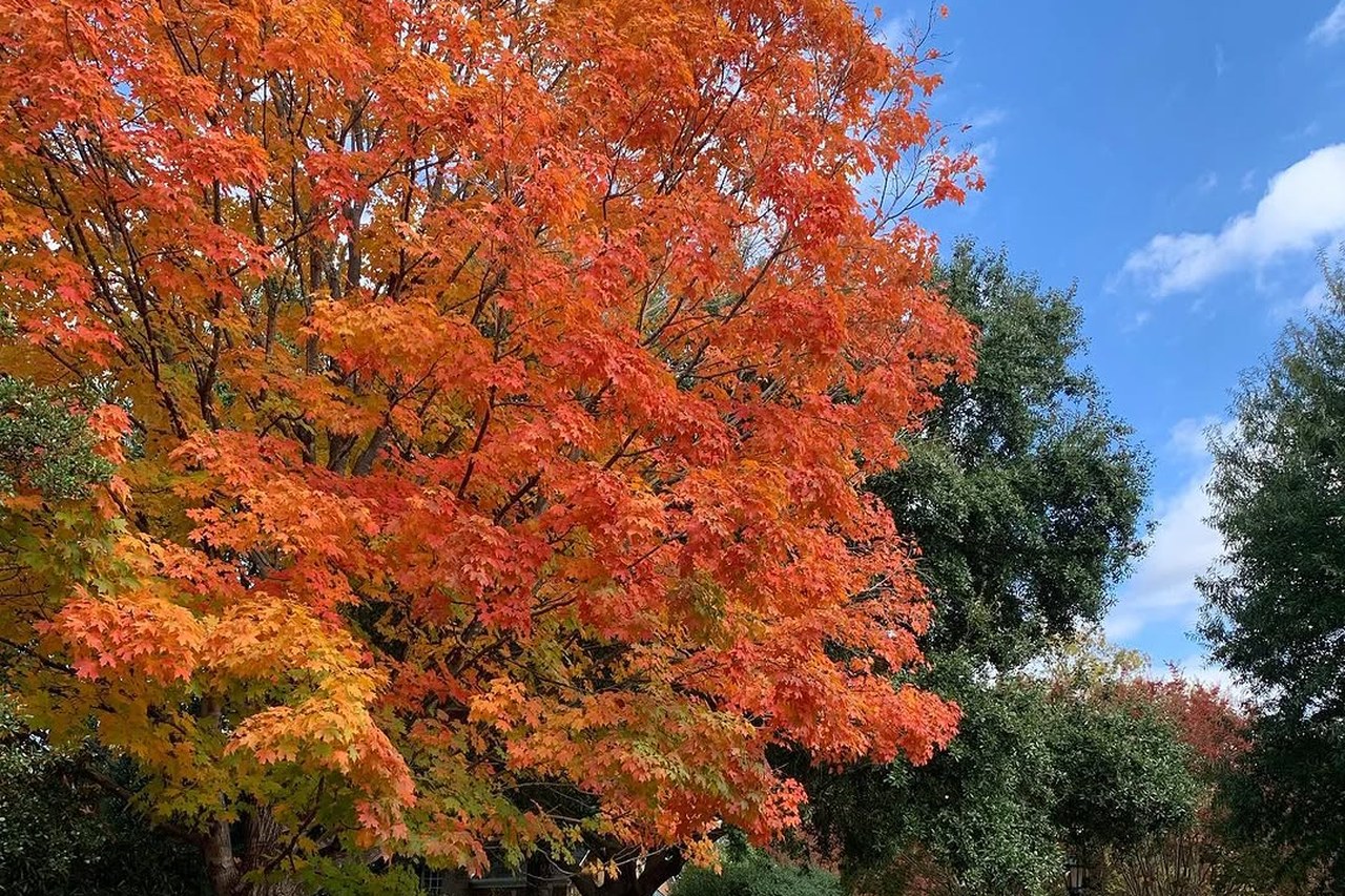 A mature shade tree in full autumn color on a residential property maintained by Extreme Green Lawn and Landscape